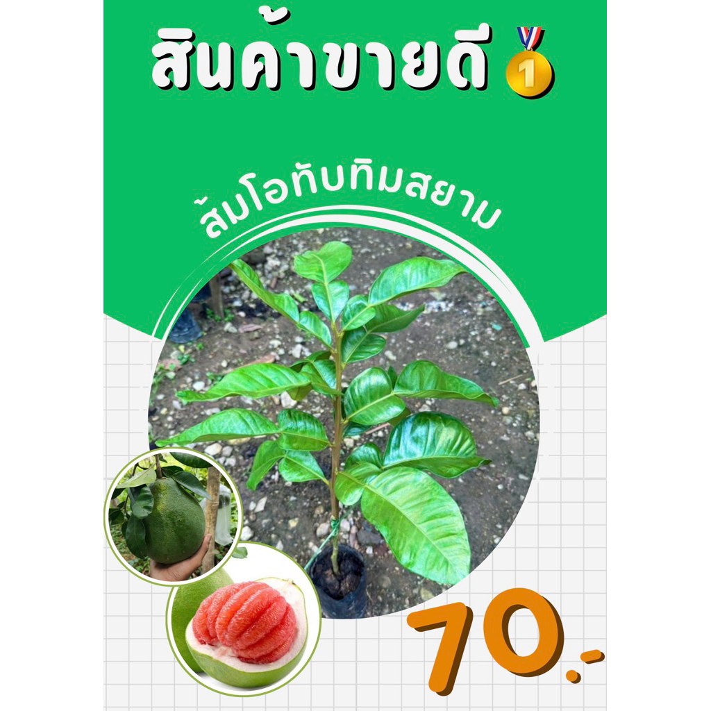 ต้นส้มโอทับทิมสยามแท้เสียบยอดพร้อมติดลูก