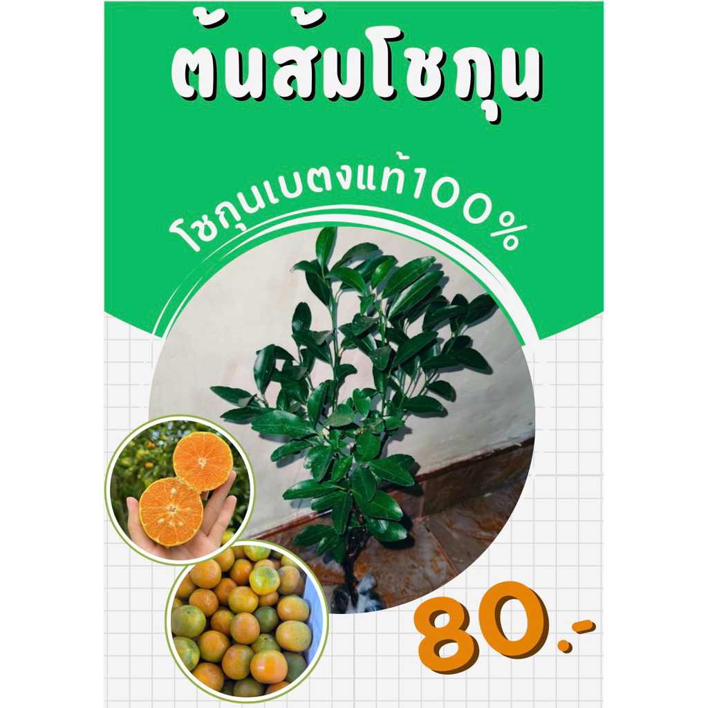ต้นส้มโชกุนเบตงแท้100%(เสียบยอด) ❌สินค้าเสียหายระหว่างขนส่ง เคลมให้ใหม่ฟรี❌