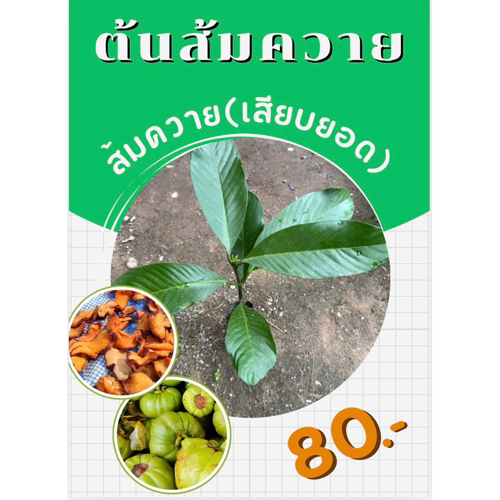 ต้นส้มควาย(เสียบยอด) สูงประมาณ40cm.🌱พร้อมปลูกทันที🌱