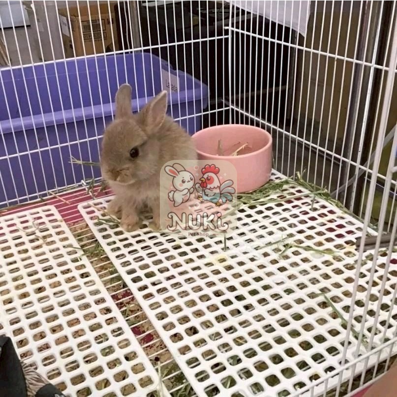 [ ขนาด 26×34 cm ] ตะแกงรองกรง แผ่นรองกรงกระต่าย พลาสติกหนาแข็งแรงทนทาน