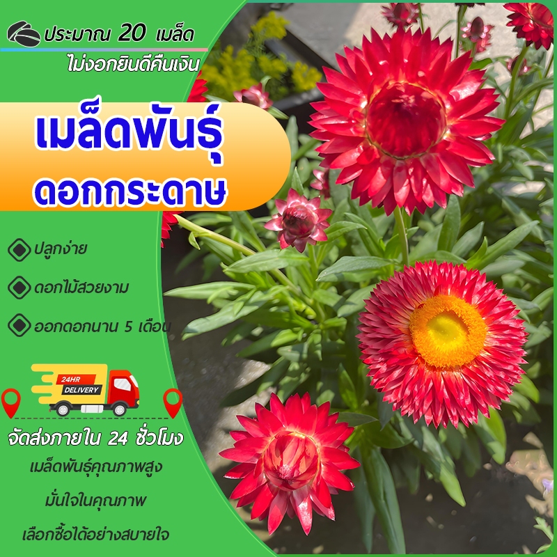20 เมล็ด เมล็ดพันธุ์ดอกกระดาษ ดอกกระดาษ หลากสี เมล็ดพันธุ์ดอกกระดาษ ปลูกง่าย โตเร็ว ดอกสวยมาก