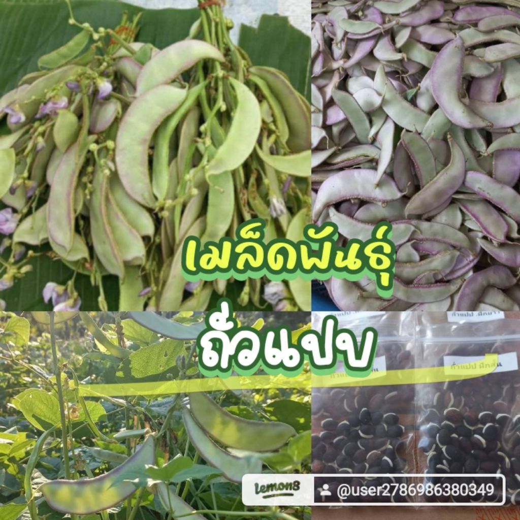 เมล็ดพันธุ์ตัวแปบหูช้าง50 เมล็ด 49 บาท
