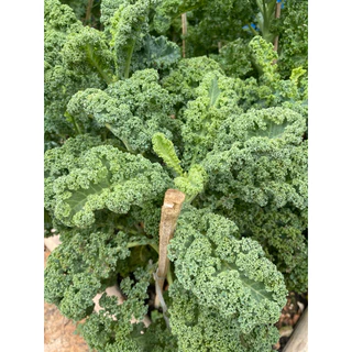 เมล็ดพันธุ์เคลใบหยิก Dwarf blue kale F1 อัตราการงอกของเมล็ด 95% เพาะง่าย ใบหยิกตรงปก สายพันธุ์ที่ปลูกในประเทศไทยได้จริง