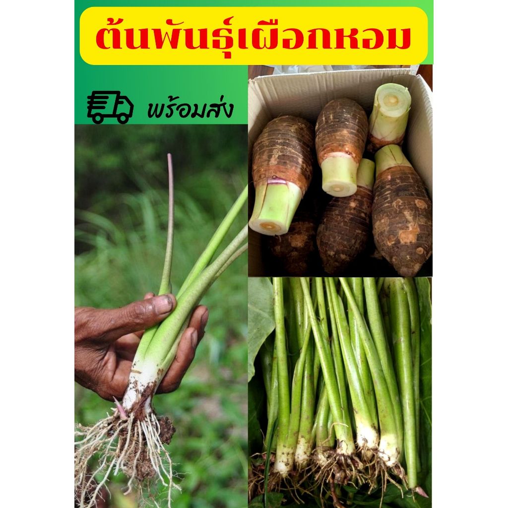 ต้นพันธุ์บอนหอม เผือกหอม 10 ต้น แถม 5 ต้น