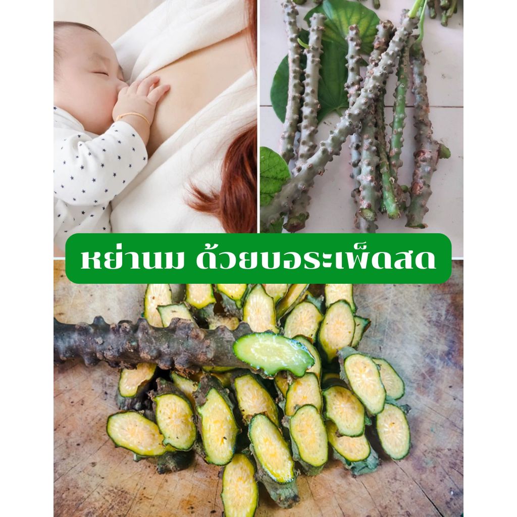 บอระเพ็ดสด สำหรับหย่านมลูก เอาลูกออกนม บรรจุ 50 กรัม