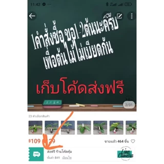 ุต้นเยลลี่ (cincau) กิ่งชำ ต้นทรงพุ่ม (9ส.ค.2569)พร้อมส่ง สอบถามได้ครับ