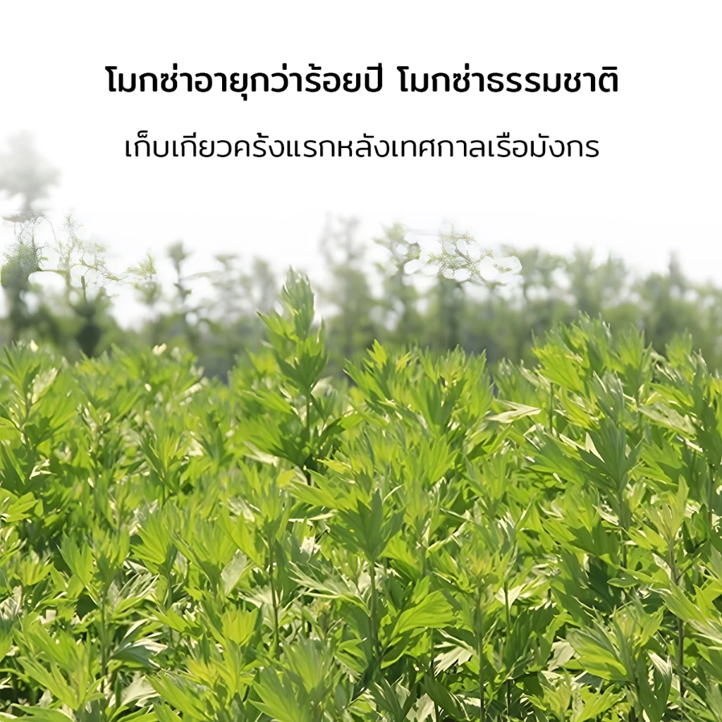 ไม้กันยุง พร้อมที่ตั้งธูปฟรี ดีไซน์กะทัดรัด นำไปได้ทั้งทริปปิกนิก เที่ยวทะเล หรือแคมป์ปิ้ง กลิ่นไม่แรงจนเกินไป แต่ประสิท thumbnail 3