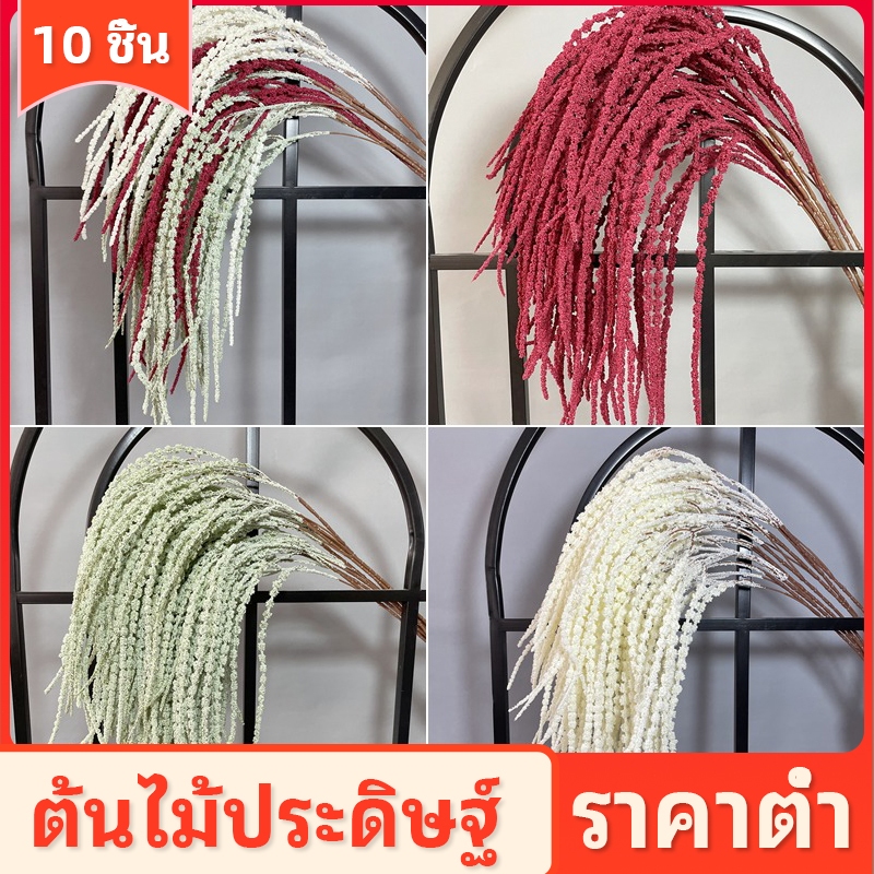 New!!! ผักโขม ดอกผักโขมฟอกขาว ดอกอะมารันทัส Amaruntus ดอกไม้แห้ง ดอกไม้preserved