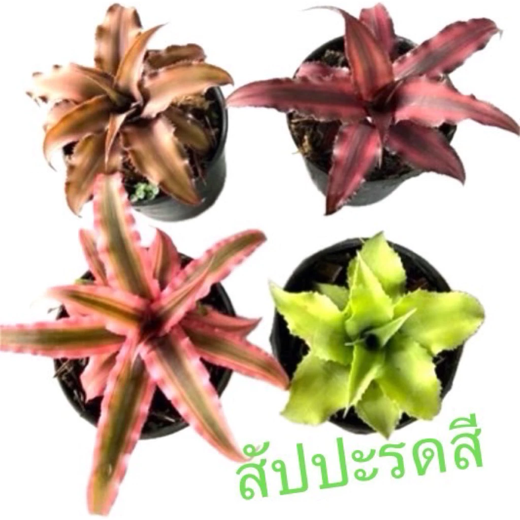 ต้นสัปปะรดสีหรือดาว ต้นไม้ประดับ ต้นไม้ในกระถางเล็ก ต้นไม้เก๋ๆ