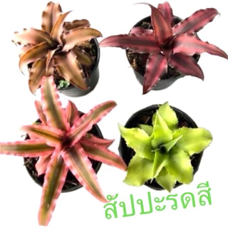 ต้นสัปปะรดสีหรือดาว ต้นไม้ประดับ ต้นไม้ในกระถางเล็ก ต้นไม้เก๋ๆ