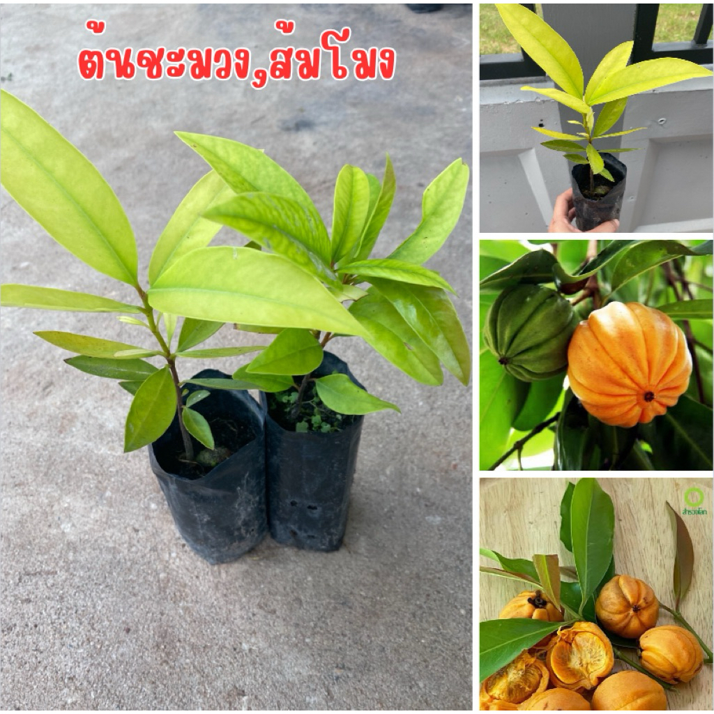 ต้นชะมวง, ส้มโมง พร้อมส่ง ชุด 4 ต้น 80 บาท