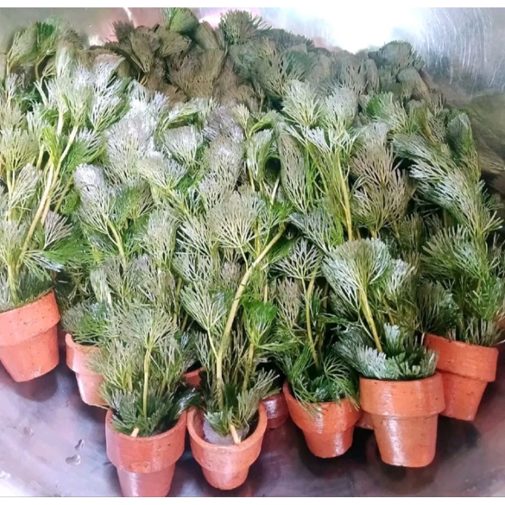สาหร่ายหางกระรอกพร้อมกระถางพร้อมเลี้ยง 3 กระถาง 100 บาท
