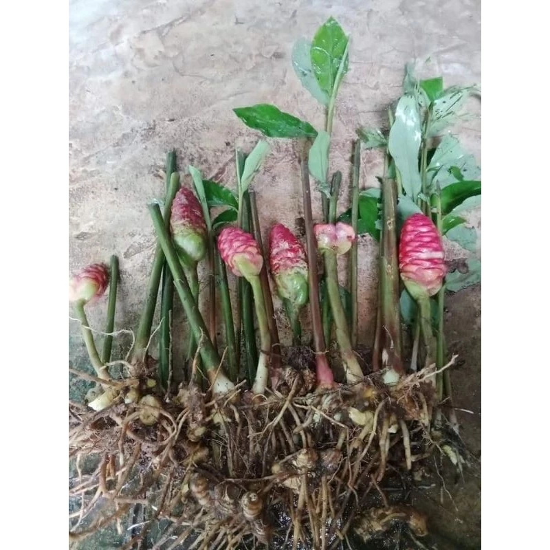 กระทือป่า(ดอกสีแดง)ขุดเหง้าตัดใบล้างราก(ชุด5ต้น50บาท)