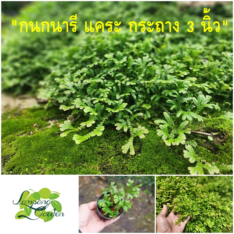 👑ต้น กนกนารีแคระ กระถาง 3 นิ้ว ไม้คลุมดิน คลุมกระถาง จัดสวนขวด แต่งสวนถาด คลุมบอนไซ 👑