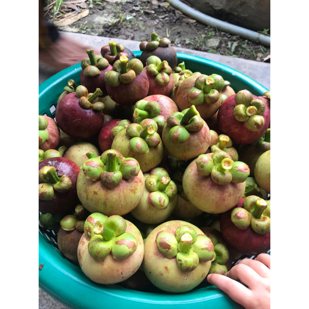 มังคุดดิบ สำหรับทำมังคุดคัด มังคุดใต้ นครศรีธรรมราช นน.1 kg.