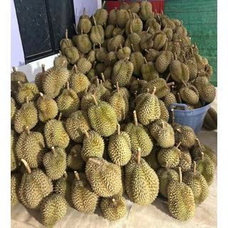 ทุเรียนหมอนทองพระร่วงของแท้แบบลูก ตัดแก่จัด เนื้อดีเนื้อแน่นมาก ลูกใหญ่ๆ ทรงสวยๆ กลิ่นหอม รสหวาน มัน อร่อยมากๆ