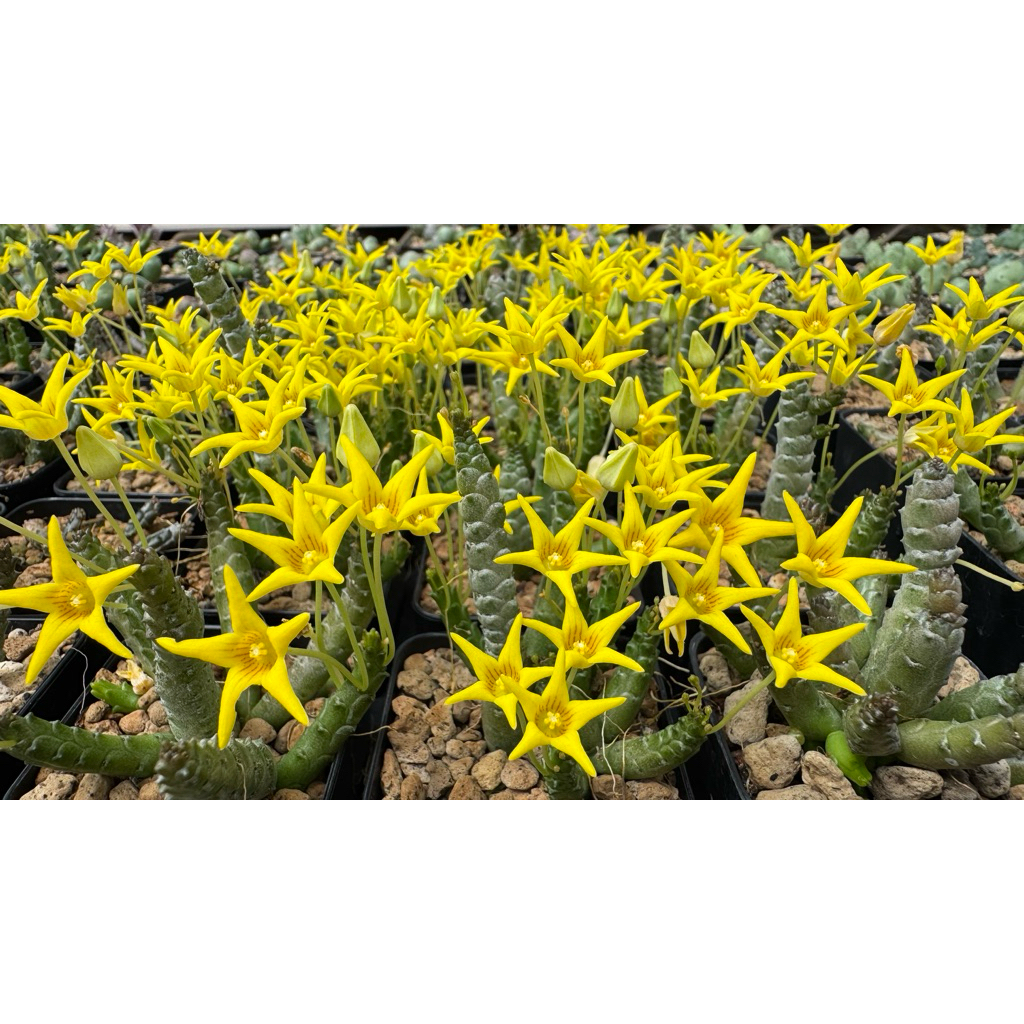 เก๋งจีน กลิ่นวนิลา Socotrella dolichocnema กิ่งเด็ดสด,ทั้งกระถาง