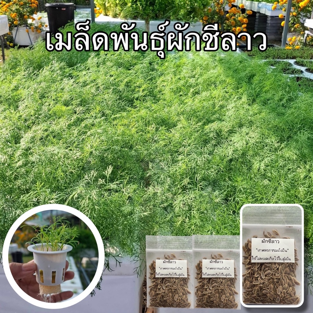 เมล็ดพันธุ์ผักชีลาว อัตราการงอกสูง ( 1 ชุดมี 3 ซอง ) -เกษตรกรรมยั่งยืน