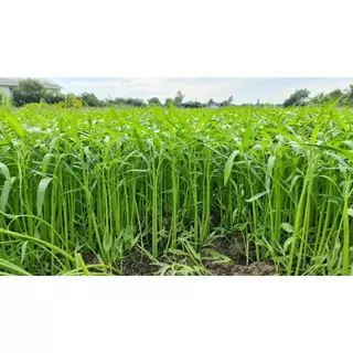 ตราลูกโลก เมล็ดผักบุ้งนัมเบอร์วัน ขนาด 1000 กรัม Morning glory เมล็ดพันธุ์ผัก ผักสวนครัว ผักซอง