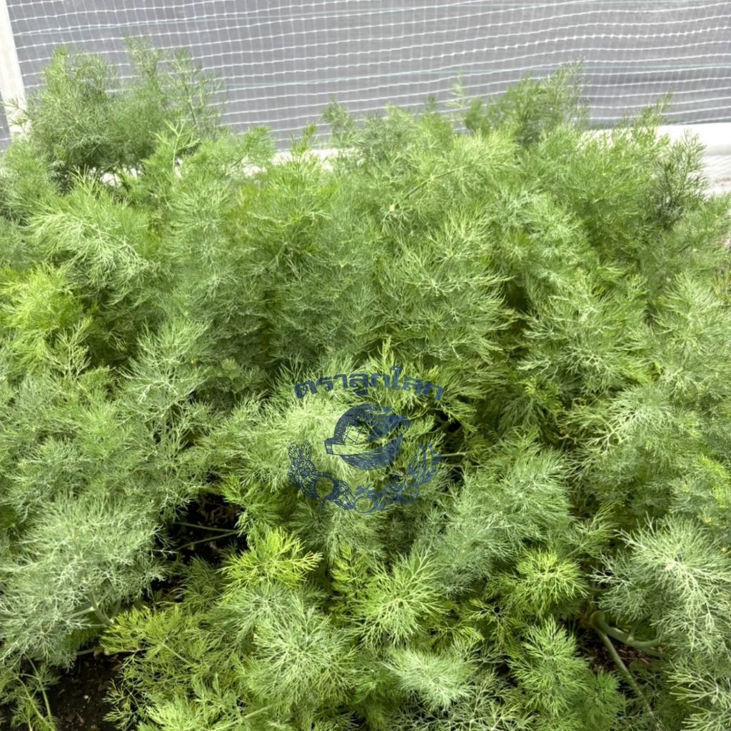 ตราลูกโลก เมล็ดผักชีลาว สามเด้ง ขนาด500กรัม Coriander เมล็ดพันธุ์ผัก ผักสวนครัว ผักซอง