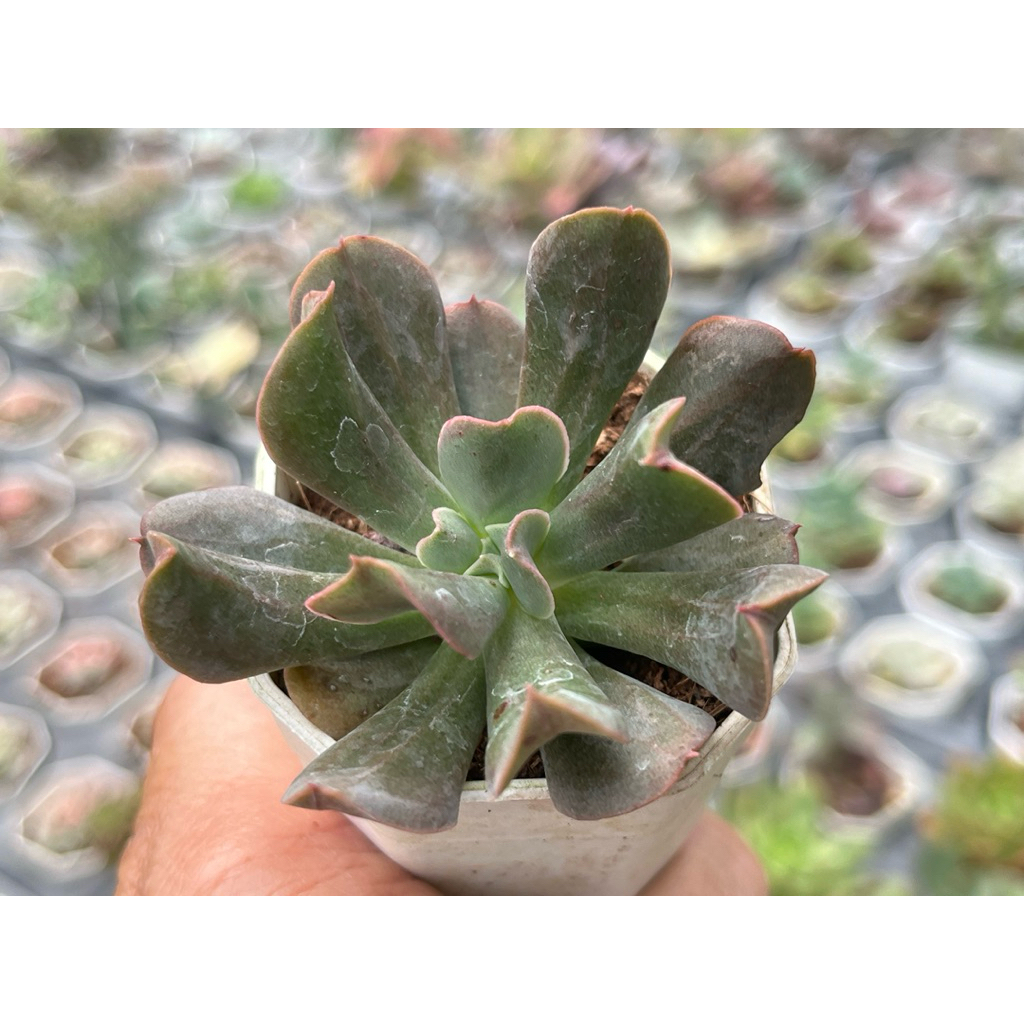 Echeveria 'Dark Vader' กุหลาบหิน ไม้อวบน้ำ ขนาด 2 นิ้ว