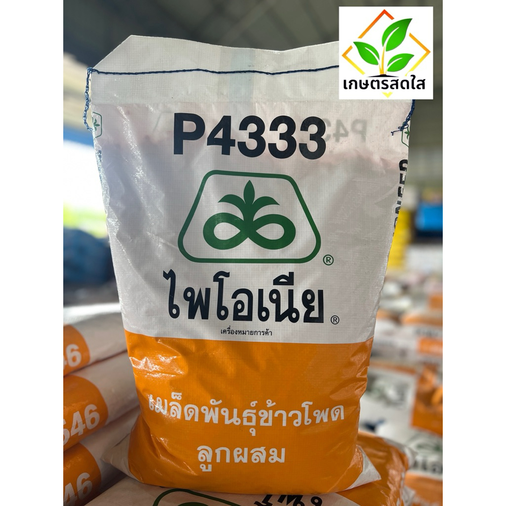 ข้าวโพดไพโอเนีย P4333 ขนาด 3.5 หุน 10 กก. เก็บเกี่ยวไว