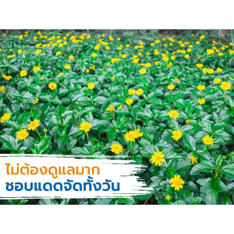พร้อมส่ง กระดุมทองเลื้อย ชุด 30 กิ่ง แถมทุกออเดอร์
