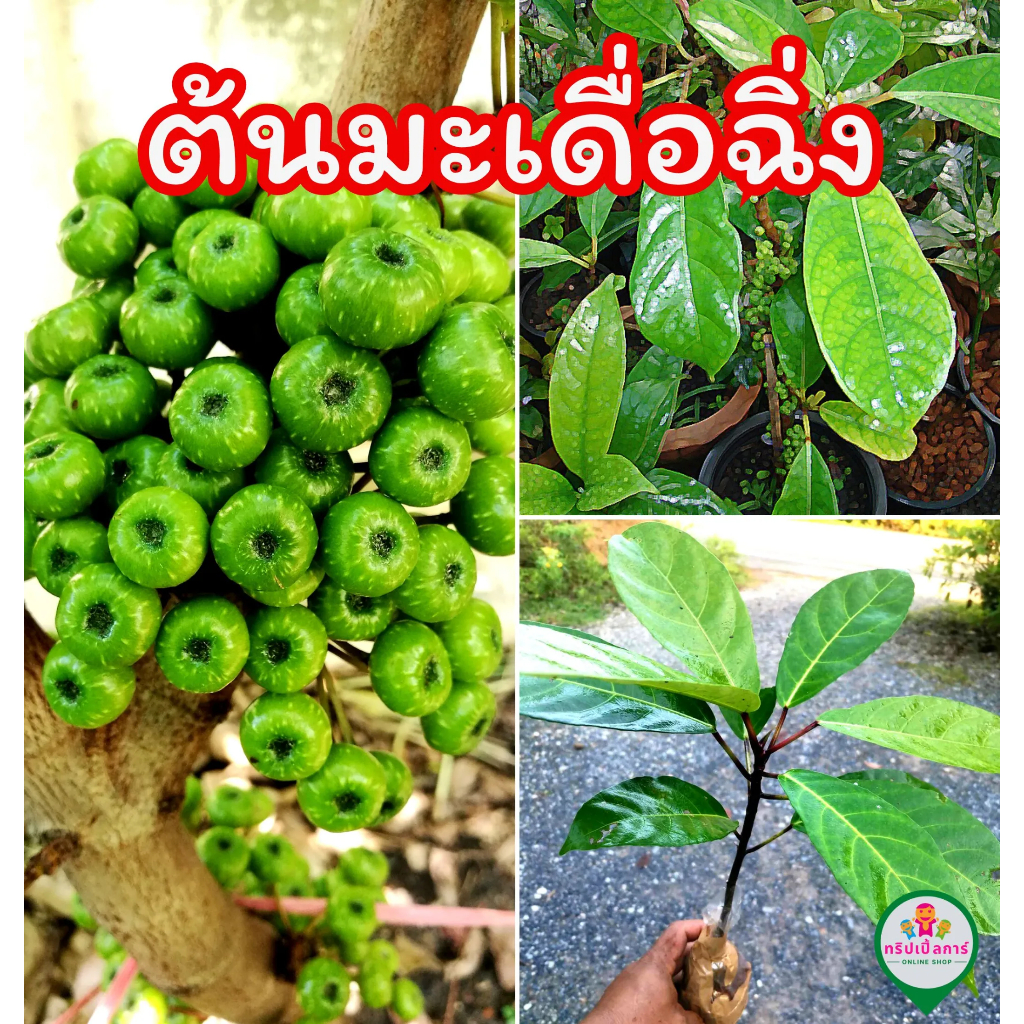 ต้นมะเดื่อฉิ่ง หรือต้นลูกฉิ่ง  ผักเหนาะ ลูกกินได้ ส่งแบบห่อตุ้มติดดินติดราก