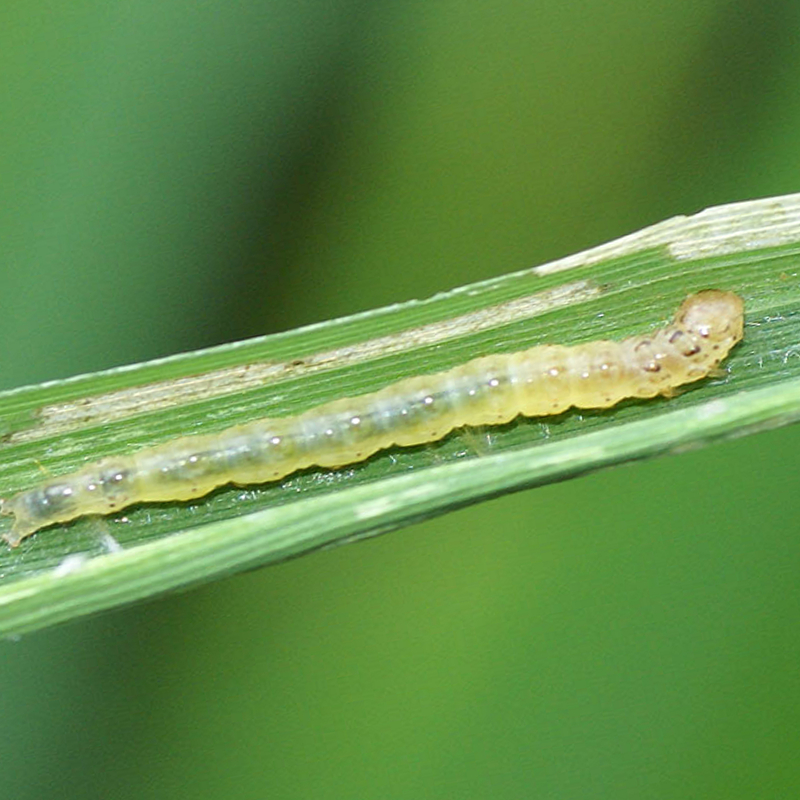 อะบาเมกติน 1.8% อีซี น้ำใส***ขายยกลัง12ขวด** สูตรเย็น ขนาด 1 ลิตร สำหรับกำจัดเพลี้ย หนอน และแมลง หลากหลายชนิด - รูปที่ 4