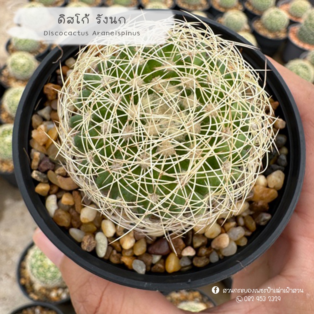 ดิสโก้ รังนก Discocactus Araneispinus แคคตัส กระบองเพชร cactus&succulent