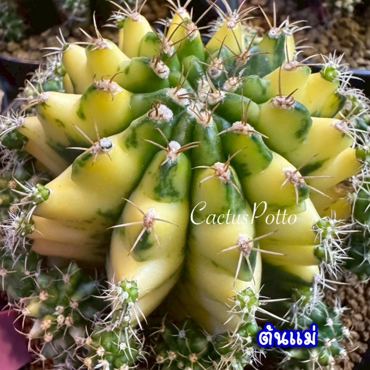 ❤️❤️มีส่งด่วน❤️❤️ยิมโน โคลน เทียนหยด🌵 /Cactus /Gymno/Gymnocalycium/ยิมโนด่าง/ไม้ชำหน่อ​