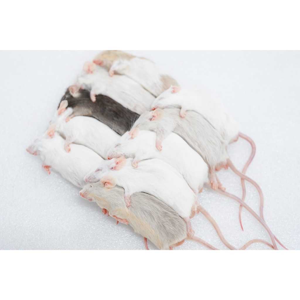 หนูแช่แข็ง Mice อาหารสำหรับงูเล็ก – กลาง จำหน่ายปลีกและส่ง มีหลายขนาด SIZE XXS-L ราคา ถูกที่สุด ดีลบีเคเค แกลเลอรีภาพที่ 9