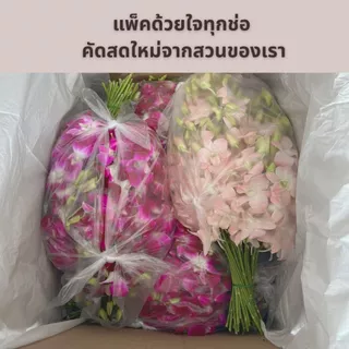 ดอกกล้วยไม้สุรีย์พีชน้ำหนัก 1 กิโลกรัม | บ้านสวนแม่เงาะ | Baansuanmaengor