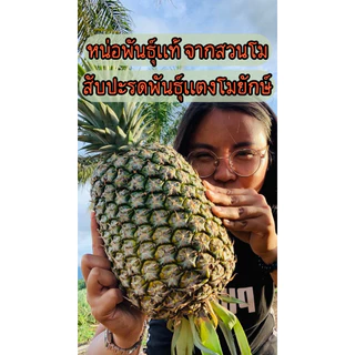 [10หน่อ] สับปะรดพันธุ์แตงยักษ์ ปลูกง่าย ลูกใหญ่3-5กก