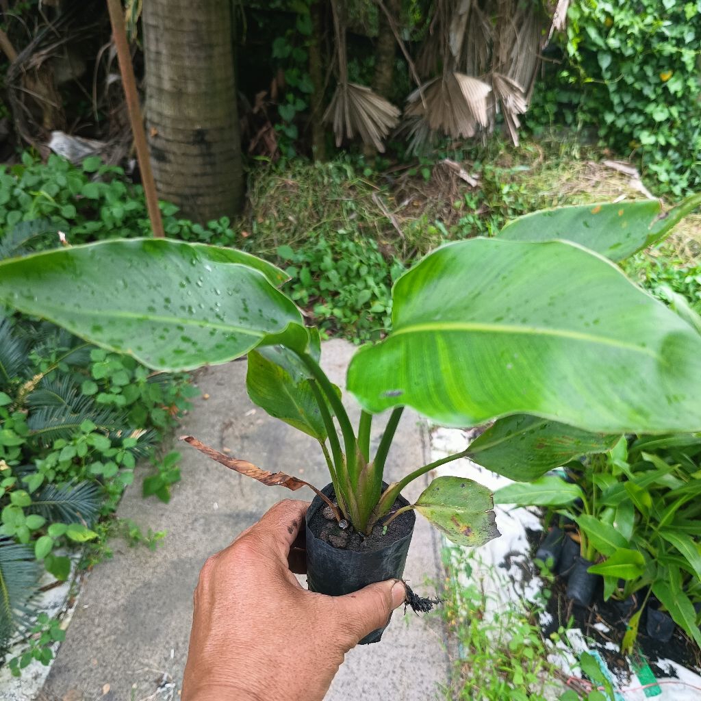 strelitzia nicolai white bird  เบิร์ดออฟพาราไดซ์สีขาวถุง2นิ้ว