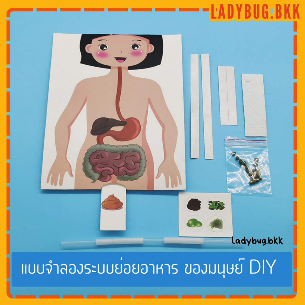 Ladybug โมเดลระบบย่อยอาหาร DIY ร่างกายมนุษย์ เครื่องมือการเรียนการสอน