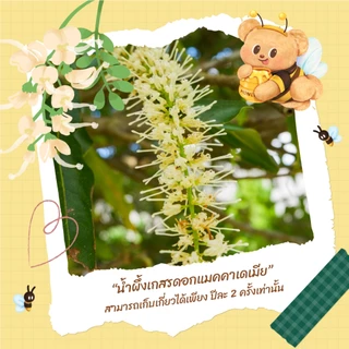 น้ำผึ้งออร์แกนิก น้องหมีเนย เกสรดอกแมคคาเดเมีย Rakbankerd Selected X Butterbear 250 ml.
