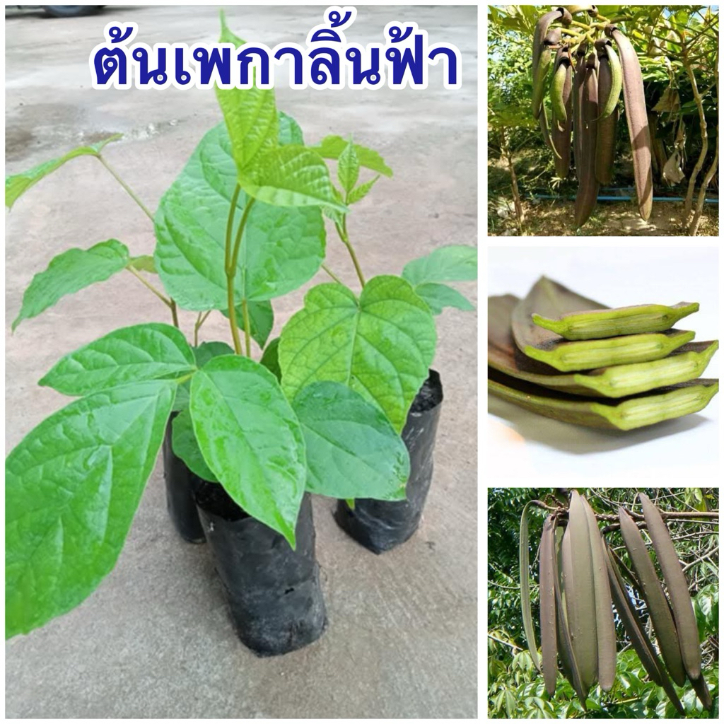 ต้นลิ้นฟ้าหรือเพกา4ต้น80บาทพร้อมส่ง