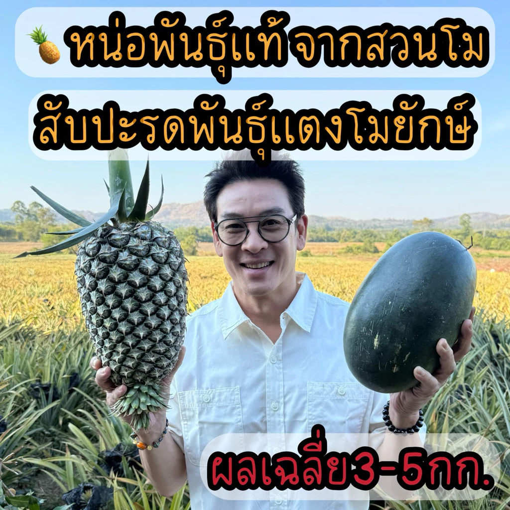 [10หน่อ] สับปะรดพันธุ์แตงยักษ์ ปลูกง่าย ลูกใหญ่3-5กก