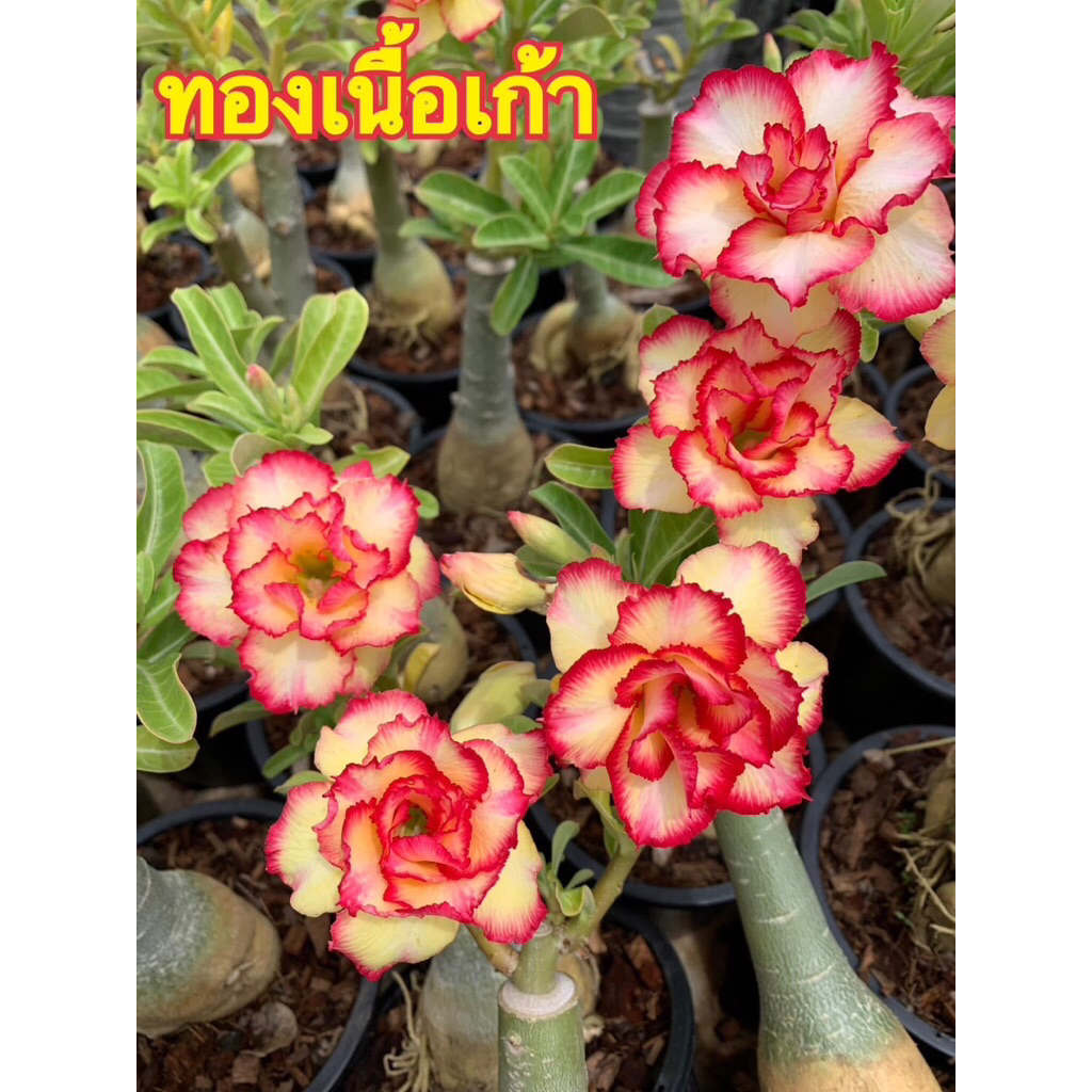 💥 ชวนชมดอกเหลืองขอบแดง ##news💥++ส่งแบบถอดกระถาง✅
