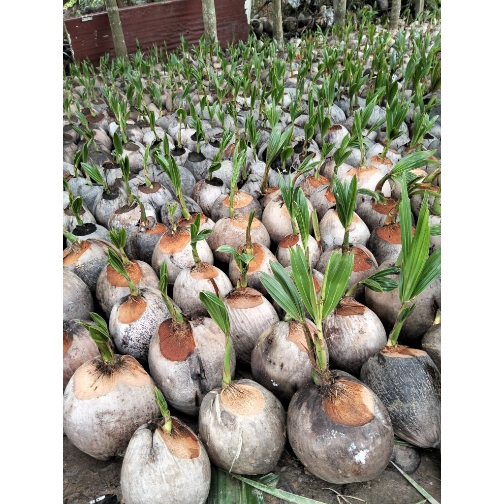 มะพร้าวแกงชุมพร บรรจุ 5 ต้น