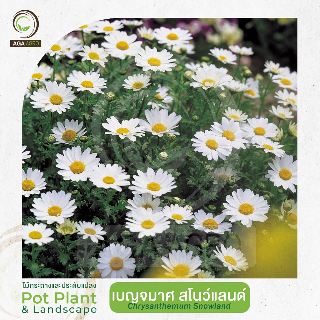 AGA AGRO I "เบญจมาศ สโนว์แลนด์"ดอกคล้ายเดซี่ กลีบดอกสม่ำเสมอ-100เมล็ด-Chrysanthemum Snowland