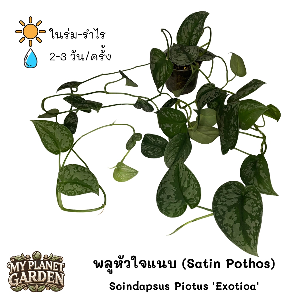 Scindapsus พลูหัวใจแนบ พลูใบเงิน ราคา ถูกที่สุด ดีลบีเคเค แกลเลอรีภาพที่ 3