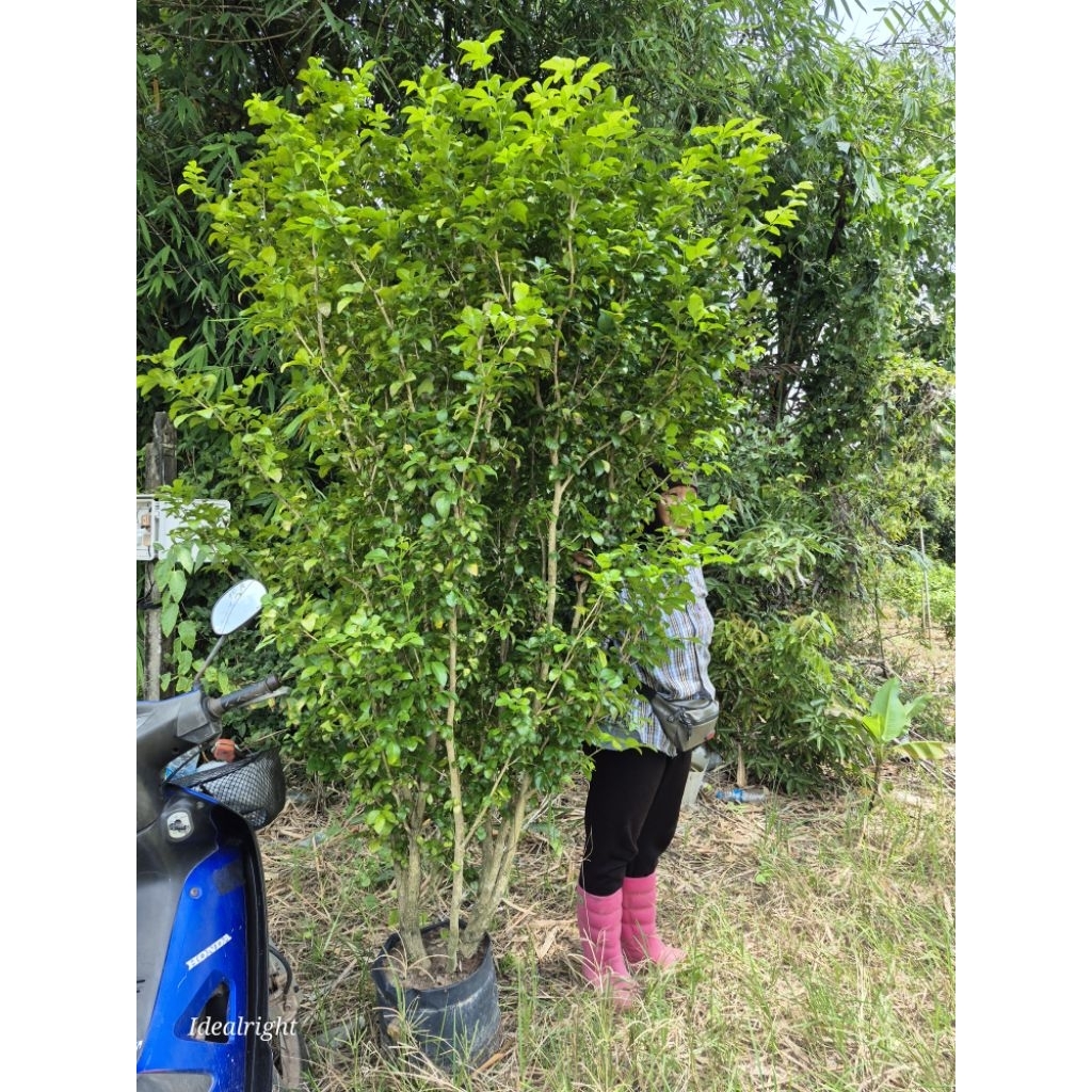 แก้วหิมาลัย สูง 200 c.m.ขึ้นไป ดอกหอม ออกทั้งปี