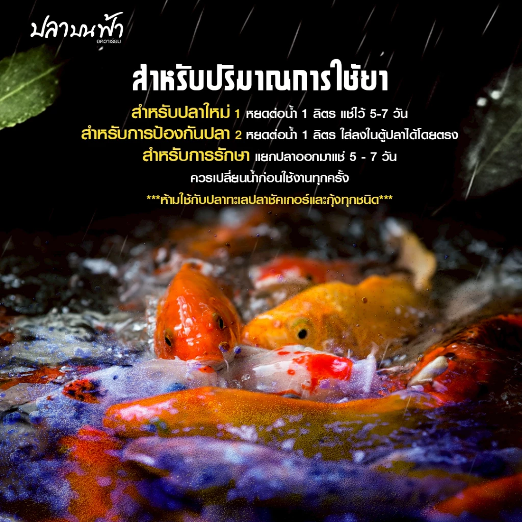 เมทิลีนบลู ยาปลาสวยงาม 20/50/100ml ลดเชื้อรา ฟักไข่ปลา thumbnail 5