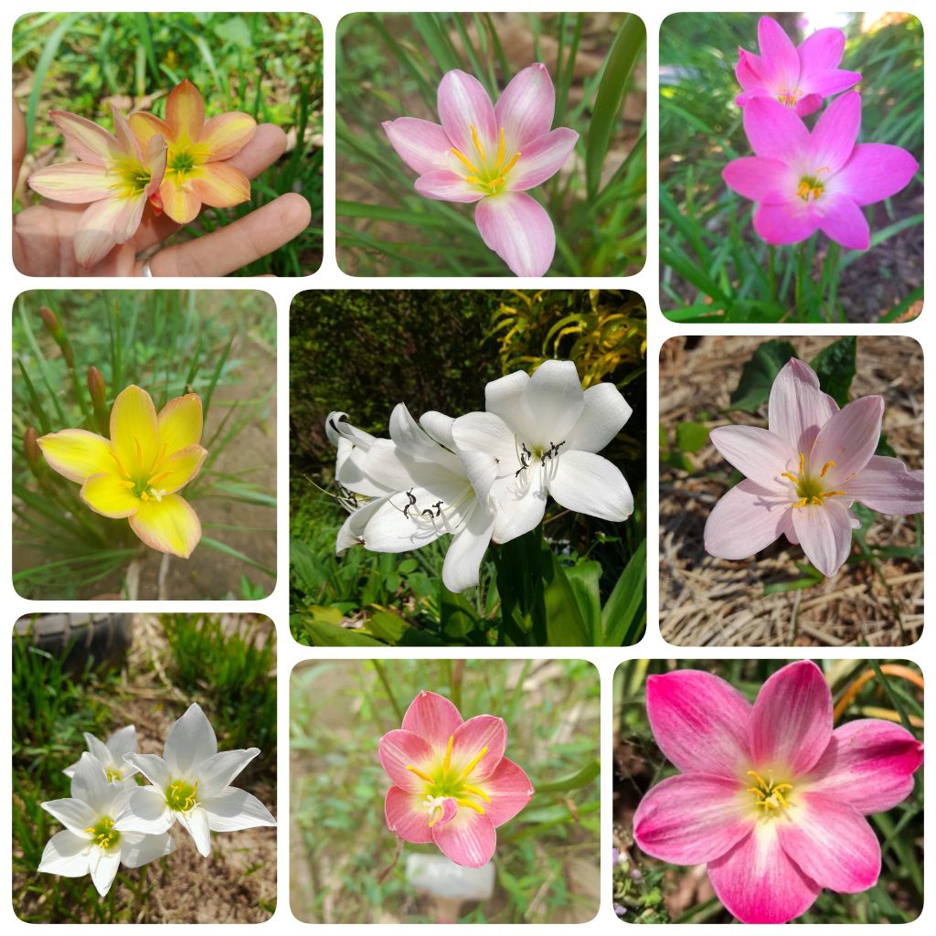 🌸ดอกบัวดิน🙏ส่งแบบขุดสด💚มีให้เลือกหลากสี💮
