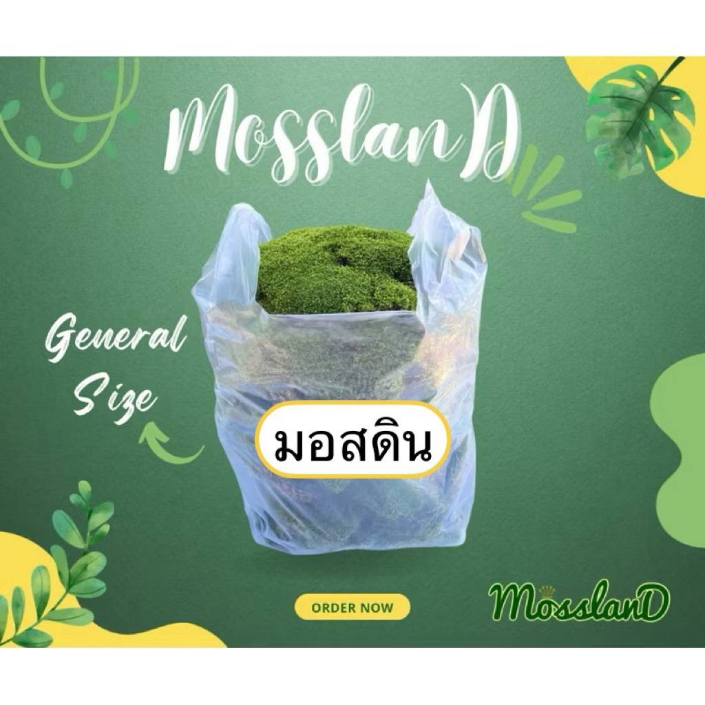 มอสดิน แบบถุง (สวนขายเองจ้า) สดใหม่ ส่งตรงจากสวน มอสสด จัดสวน บอนไซ กระถาง ปริมาณคุ้มแน่นอน