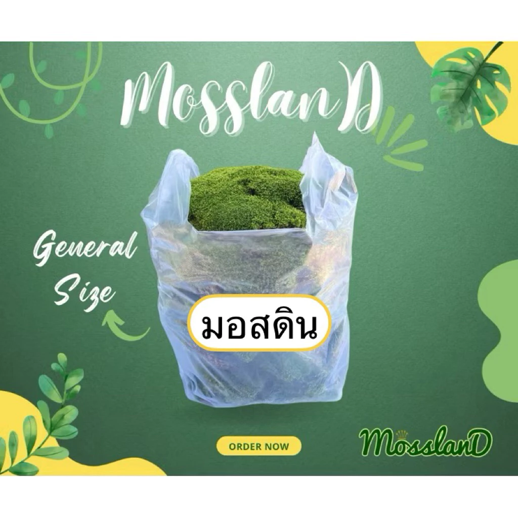 มอสดิน แบบถุง (สวนขายเองจ้า) สดใหม่ ส่งตรงจากสวน มอสสด จัดสวน บอนไซ กระถาง ปริมาณคุ้มแน่นอน