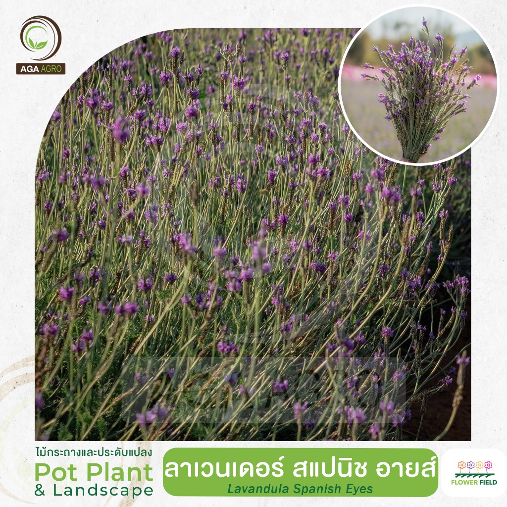 AGA AGRO I"ลาเวนเดอร์ สแปนิช อายส์" พันธุ์ทนร้อน ไม้ข้ามปีตัดแต่งได้-100เมล็ด-Lavandula Spanish Eyes