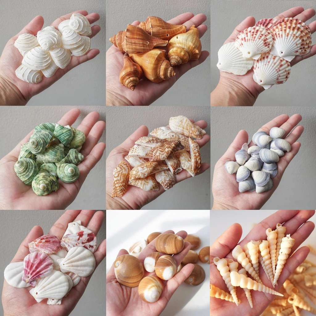 เปลือกหอย เจาะรู 50g เปลือกหอยเจาะรู พร้อมใช้ เปลือกหอยรวม คละลาย DIY งานฝีมือ หอยเจาะ